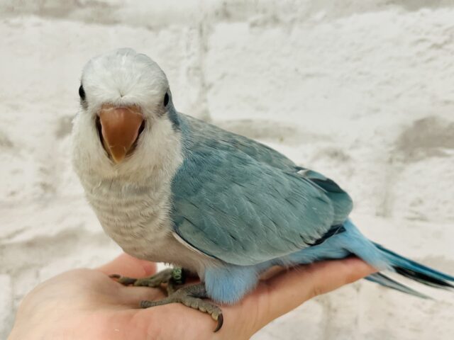 オキナインコ