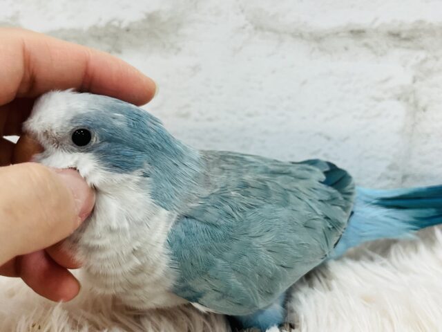 オキナインコ