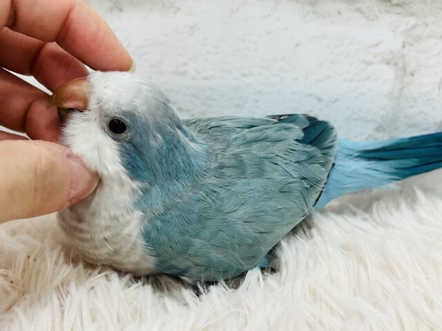 オキナインコ