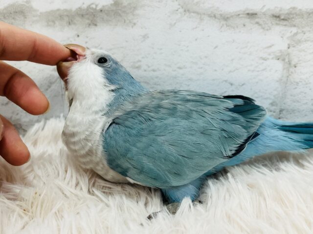 オキナインコ