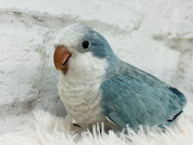 オキナインコ