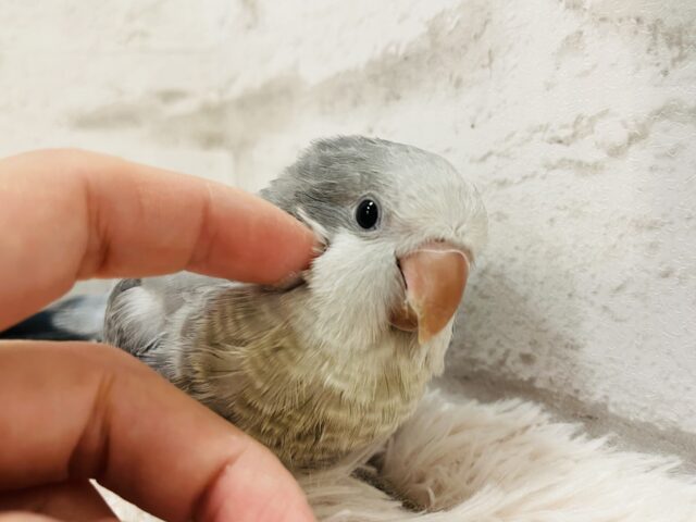 オキナインコ