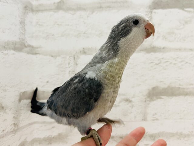 オキナインコ