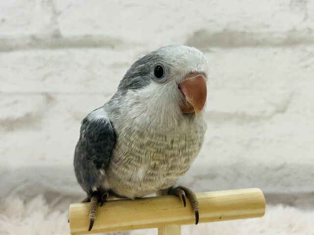 オキナインコ