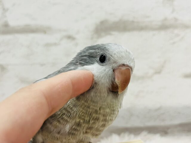 オキナインコ