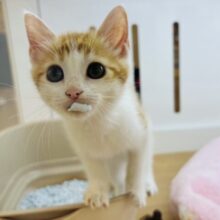 あたいはたくさん甘えたい！！スコティッシュフォールドちゃん！