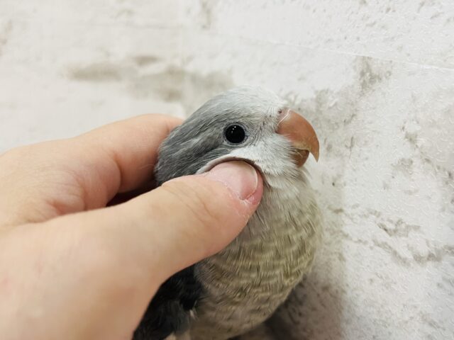 オキナインコ