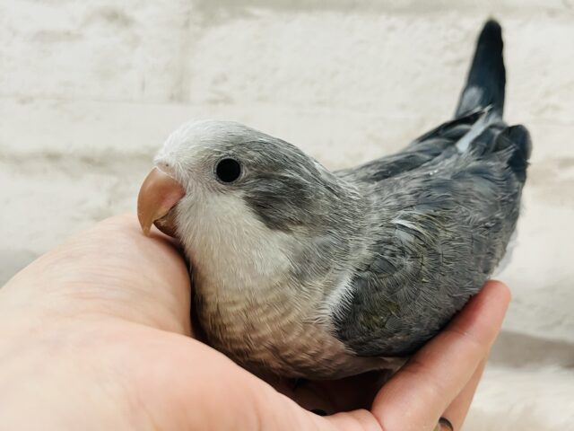 オキナインコ