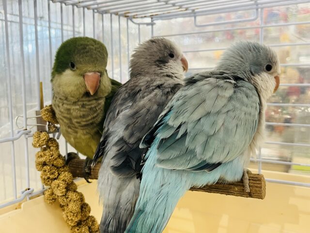 オキナインコ