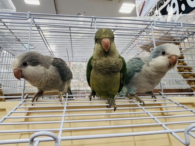 オキナインコ