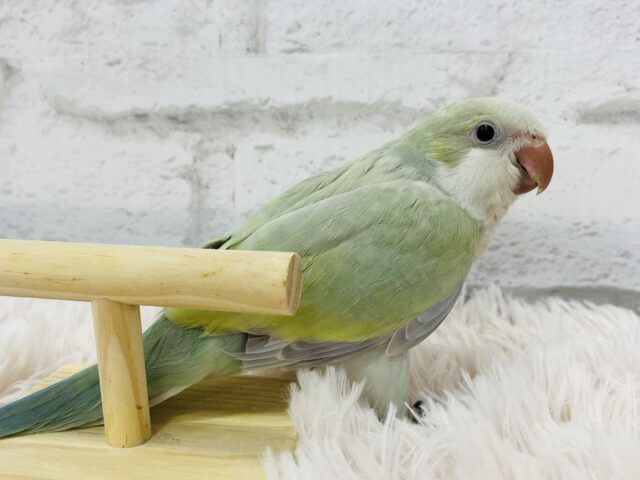 オキナインコ