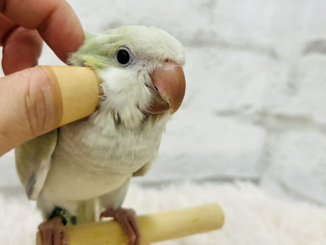 オキナインコ