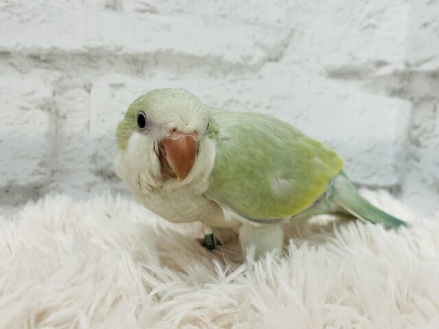 オキナインコ