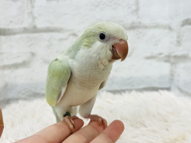 オキナインコ