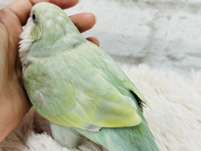 オキナインコ