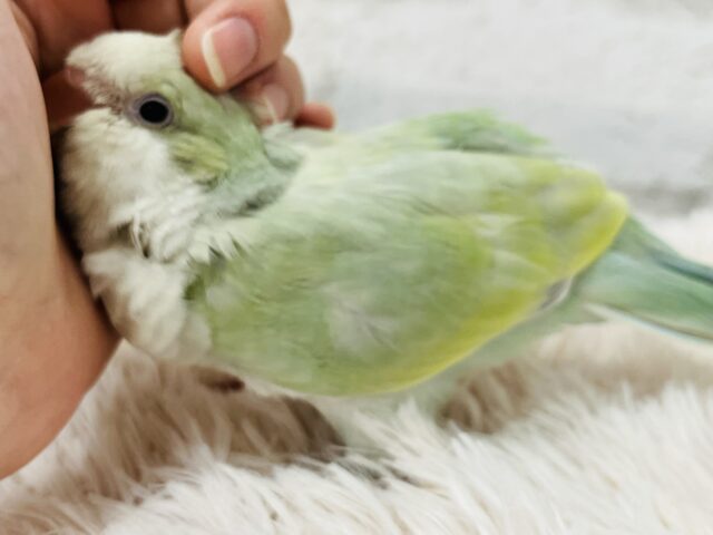 オキナインコ