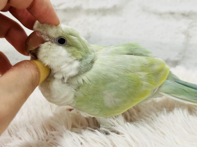 オキナインコ