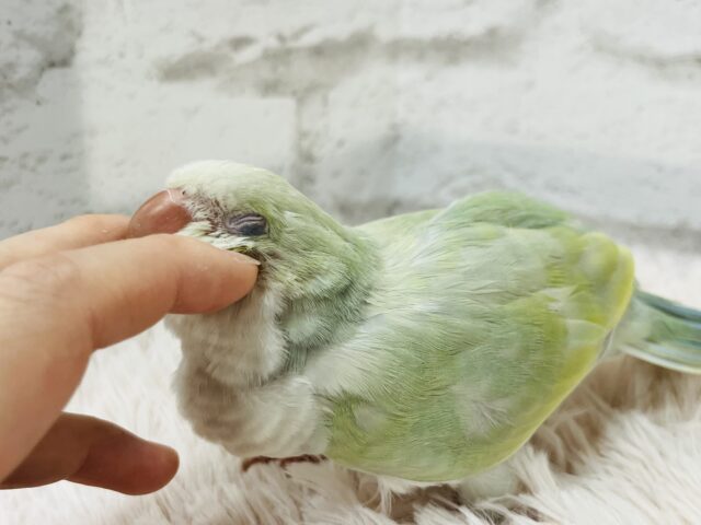 オキナインコ