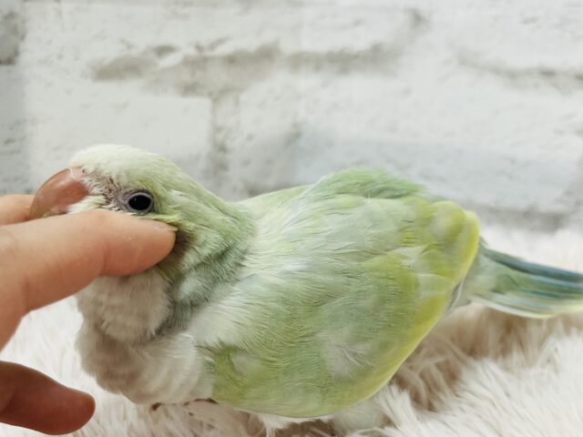 オキナインコ