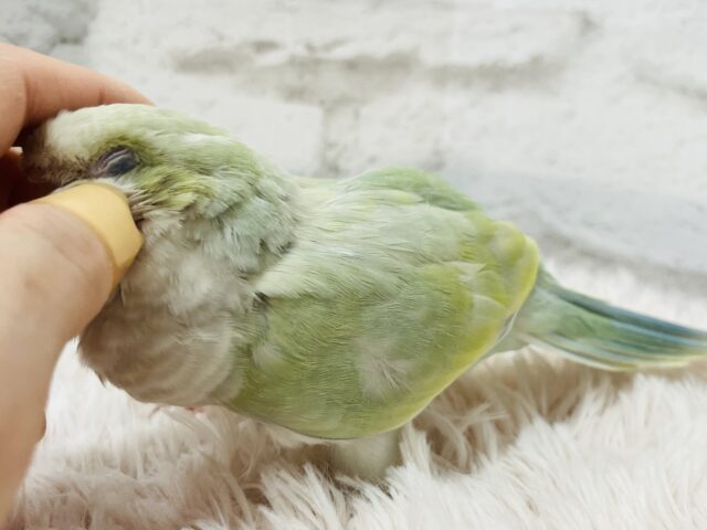 オキナインコ