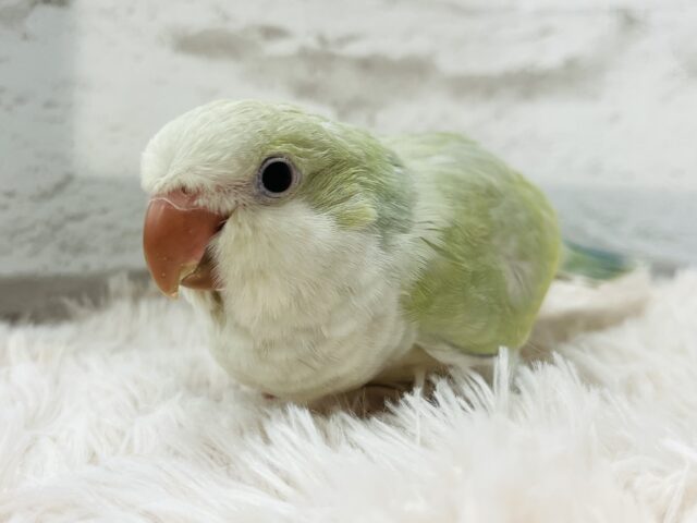 オキナインコ