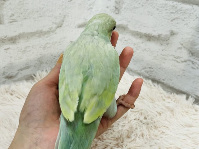 オキナインコ