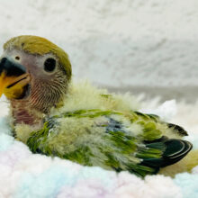 食欲旺盛‪☆チビッ子怪獣🐣コザクラインコ(オパーリン) ヒナ