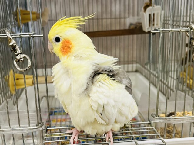 オカメインコ