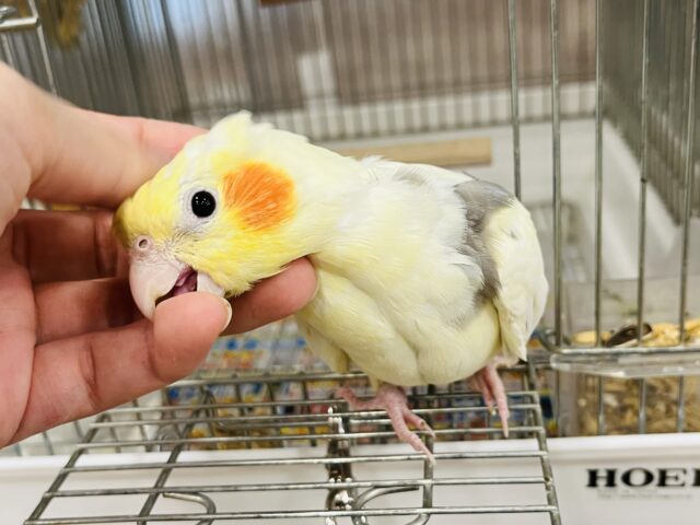 オカメインコ