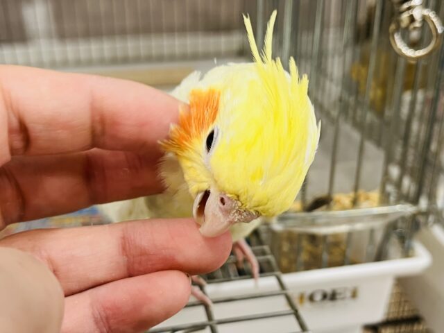 オカメインコ