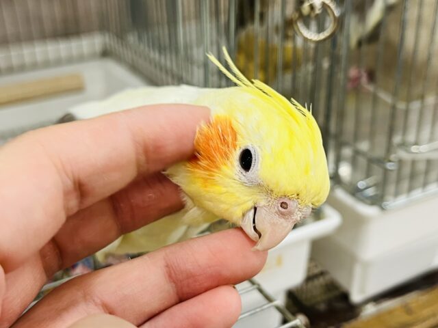 オカメインコ