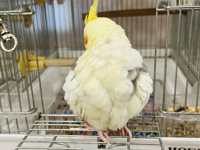 オカメインコ