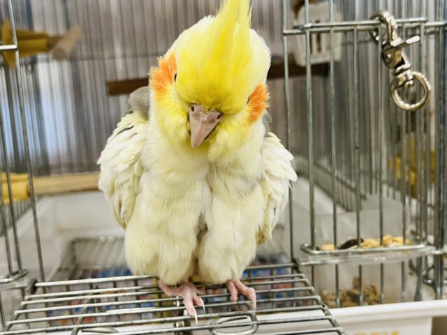 オカメインコ