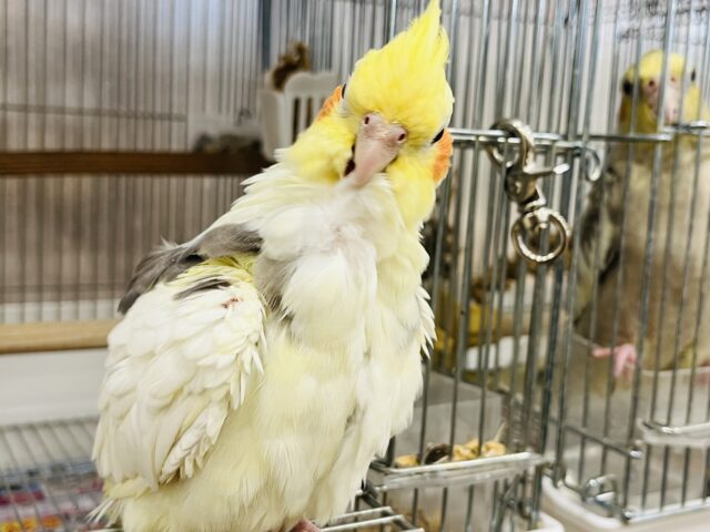 オカメインコ