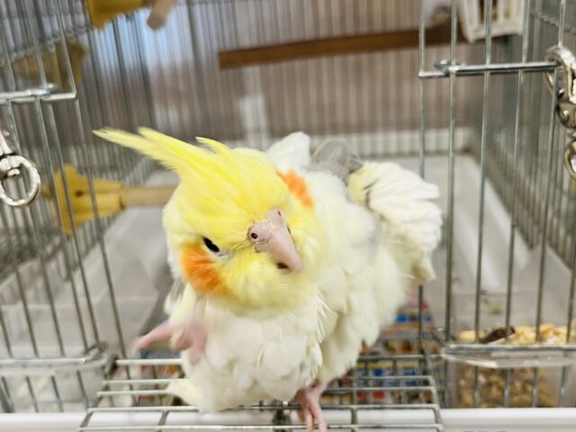 オカメインコ