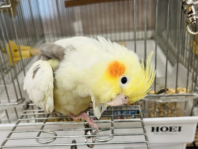 オカメインコ