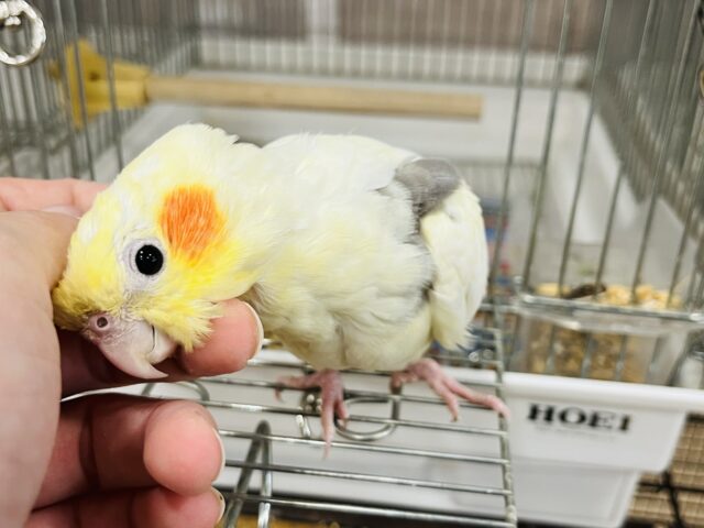 オカメインコ