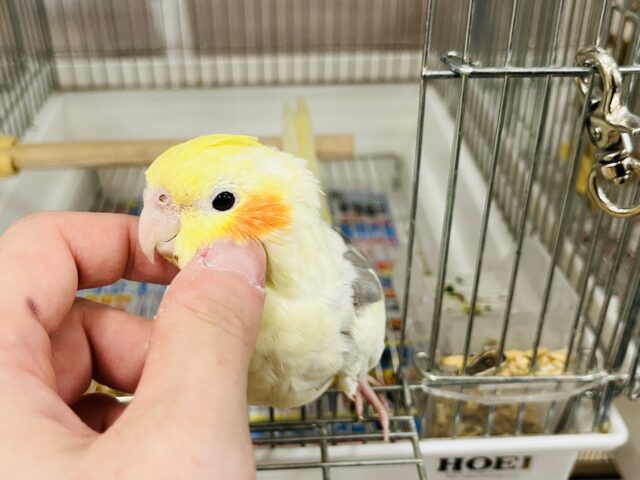 オカメインコ