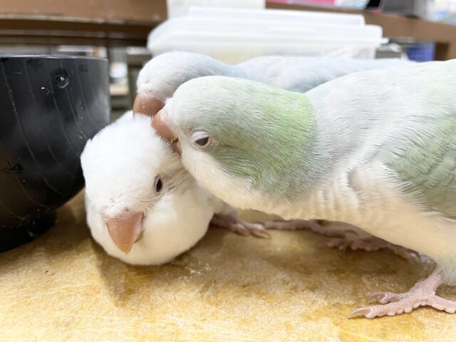 オキナインコ