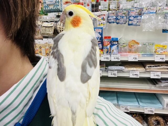 オカメインコ