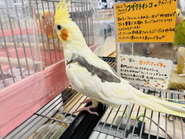 オカメインコ