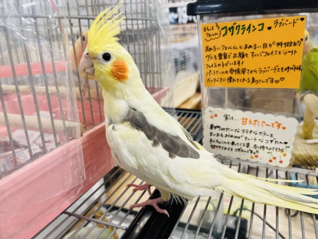 オカメインコ