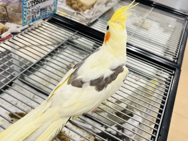 オカメインコ