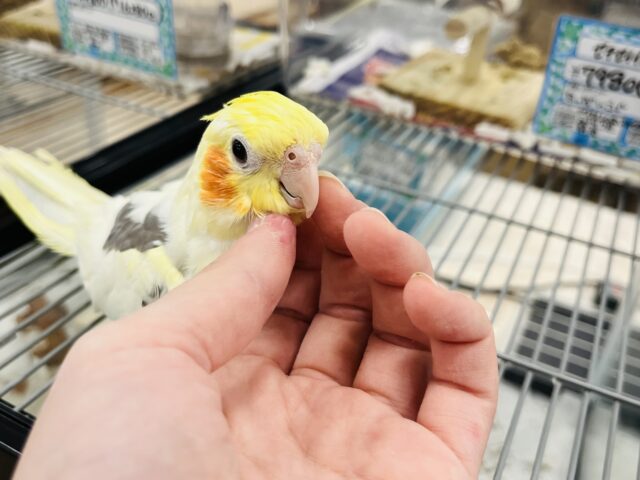 オカメインコ