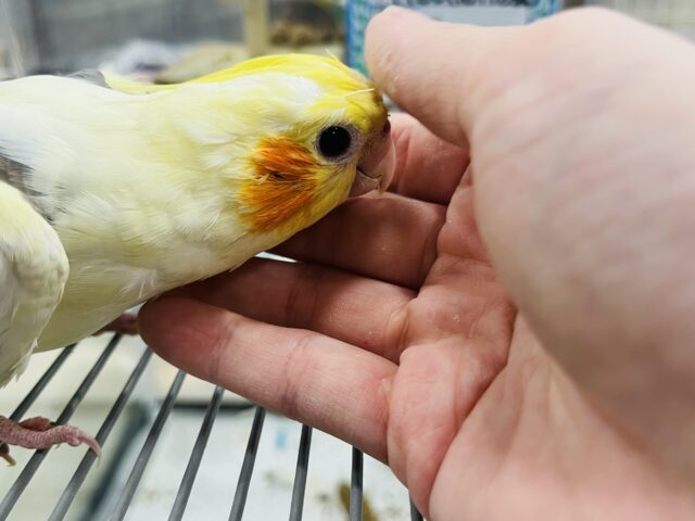 オカメインコ