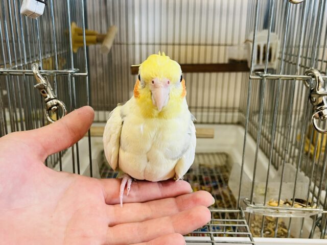 オカメインコ