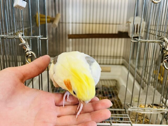 オカメインコ