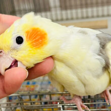 なでなで好きの甘えんぼ〜♡オカメインコ(パイド)