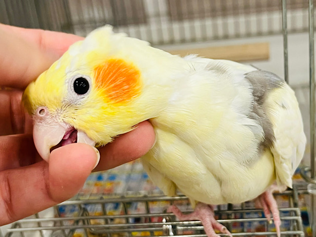 なでなで好きの甘えんぼ〜♡オカメインコ(パイド)