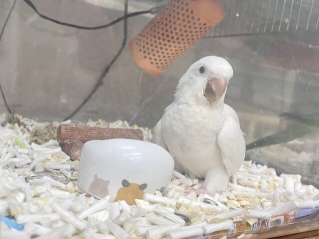 オキナインコ